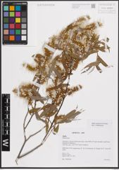Foto von Salix excelsa S. G. Gmel.